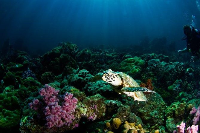 Small Group Snorkeling Expedition South Kona - What to bring (because not everything is included)