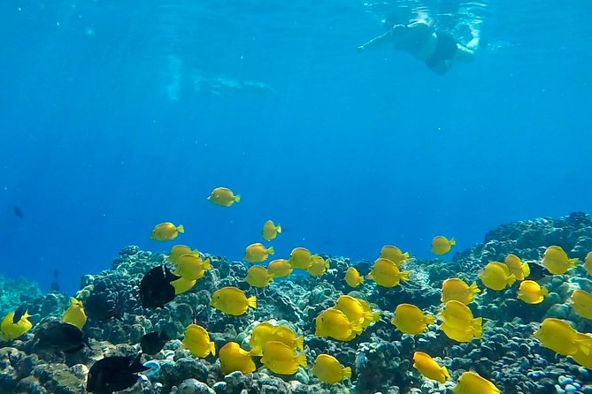 Small Group Snorkeling Expedition South Kona - Price and value: what $200.27 buys you