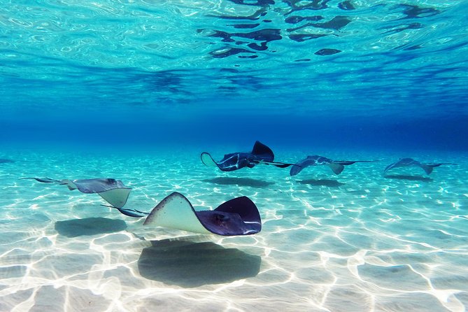 Small Group Snorkeling, Sharks & Stingrays Encounter by boat - Key Points To Know Before You Go