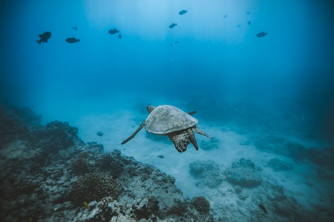 Small Group Turtle Canyon Snorkel in Waikiki (Boat Tour) - Why Turtle Canyon off Waikiki Feels Like a Private Aquarium