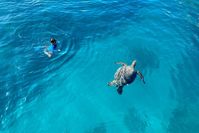 Small Group Turtle Canyon Snorkel in Waikiki (Boat Tour) - Snorkel time: instruction, flotation, and safe turtle distance