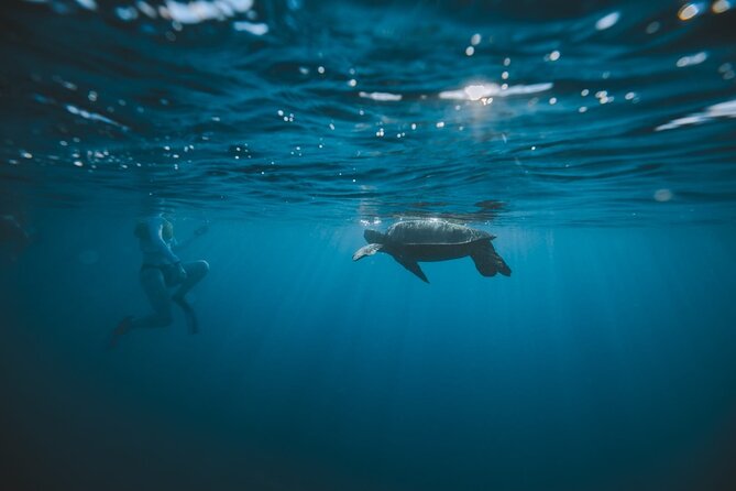 Small Group Turtle Canyon Snorkel in Waikiki (Boat Tour) - Wildlife highlights: turtles, reef fish, and the surprise extras