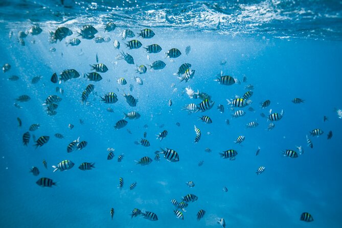 Small Group Turtle Canyon Snorkel in Waikiki (Boat Tour) - What’s included in the $85 and where the value really shows