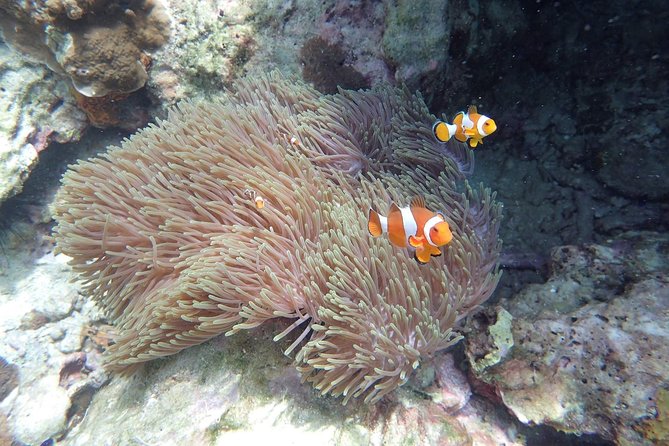 Snorkel Adventure Sea Tour to Koh Rok and Koh Haa from Koh Lanta - Door-to-door pickup and the speed-boat rhythm