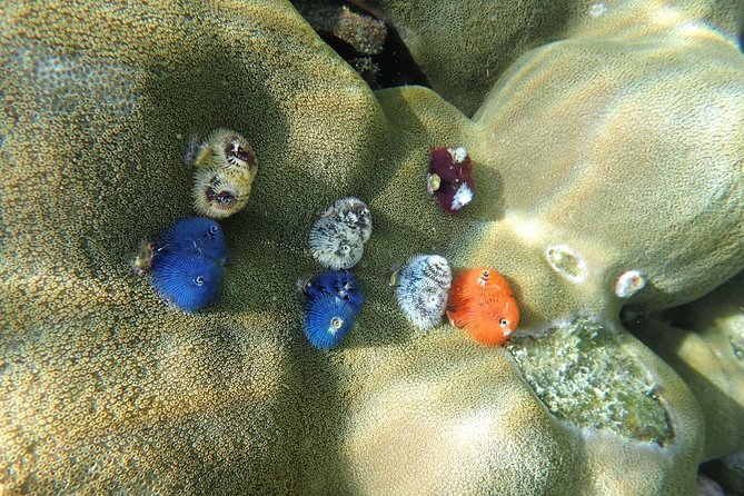 Snorkel Adventure Sea Tour to Koh Rok and Koh Haa from Koh Lanta - Snorkel support you’ll actually notice: guides in the water