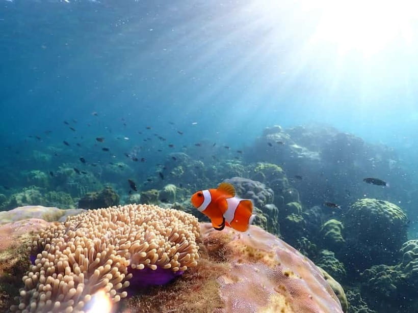 Snorkel & Chill: Nemo Island Trip from Pattaya - Price and value: why $41 feels fair for this format