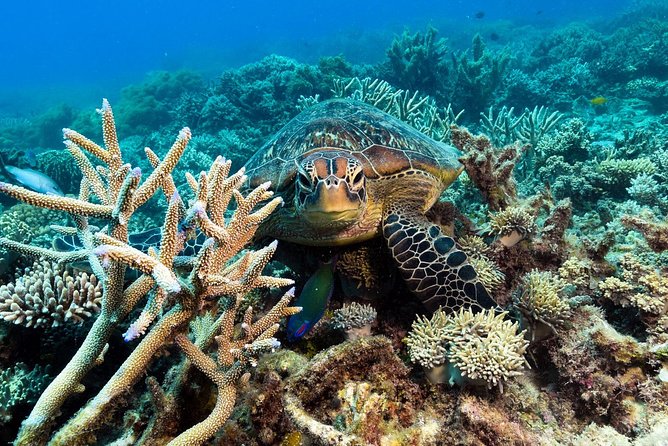 Snorkel & Dive the Reef: Sustainable, Scientific & Cultural Tour - Scuba and Other Underwater Options: Medical Checks and Extra Costs