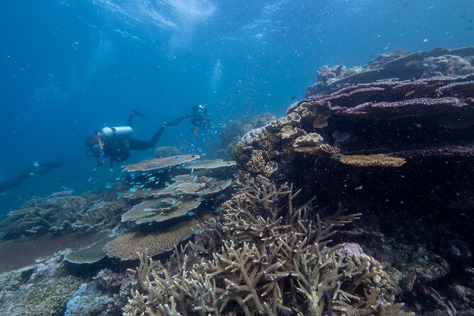 Snorkel & Dive the Reef: Sustainable, Scientific & Cultural Tour - Lunch, Morning and Afternoon Tea, and the Comfort Details That Matter