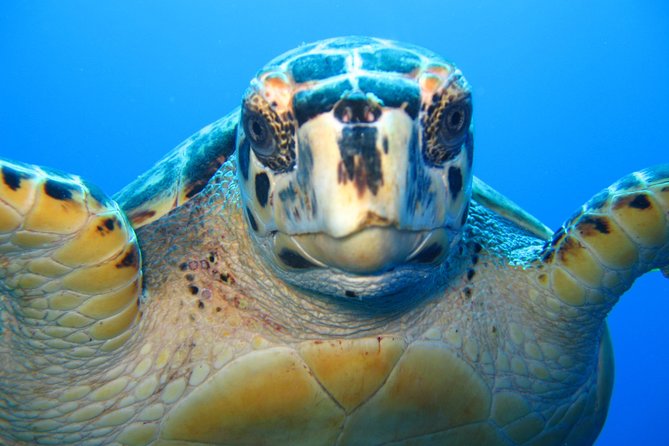 Snorkel Eco Tour - Why this 4-hour snorkel tour feels organized (even when the ocean is unpredictable)