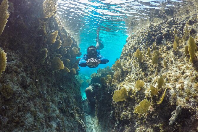 Snorkel Eco Tour - Three north-shore reef stops: what you can actually expect to see