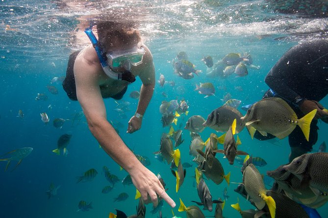 Snorkel & Explore Pelican Rock by Glass Boat + Photos - Best match: who should book this and who should think twice