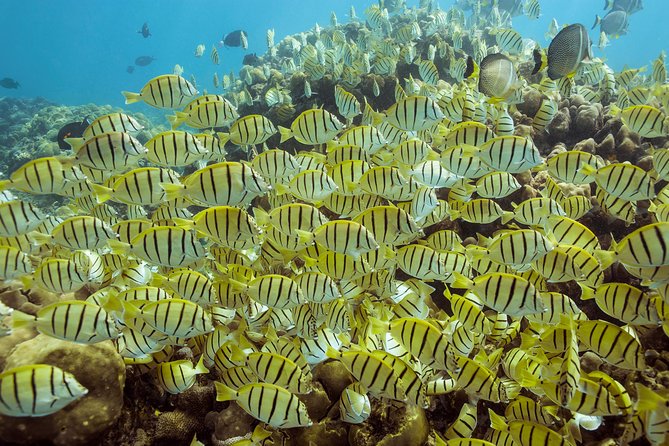 Snorkel & Explore Pelican Rock by Glass Boat + Photos - Cruising El Arco from a glass-bottom boat: the Land’s End show