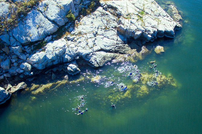 Snorkel, Kayak, and Seal Adventure: Vancouver Boat Tour - Snorkeling with seals: calm rules, fast rewards