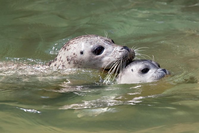 Snorkel, Kayak, and Seal Adventure: Vancouver Boat Tour - Food and warmth on the return cruise