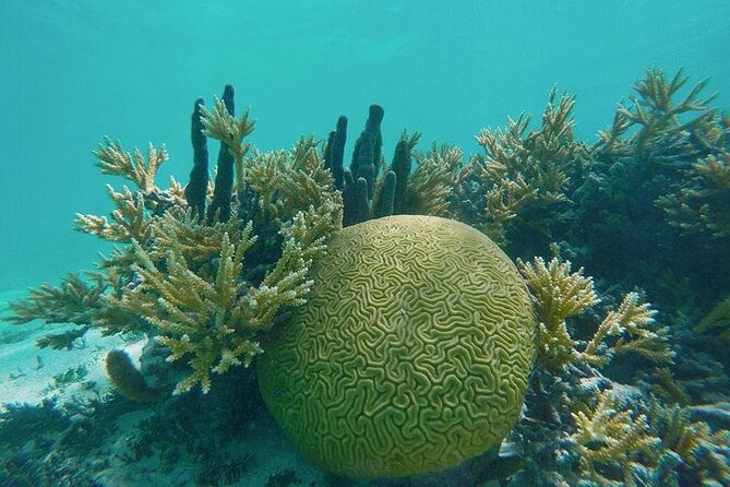 Snorkel - Lobster Lunch Cruise to Bird Island and Paradise Reef - Entering the Day: Jolly Harbour to Secluded Reef Areas