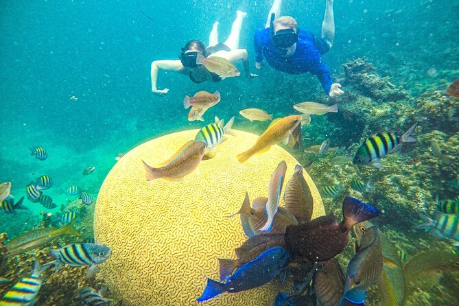 Snorkel Lovers for All Ages & Premium Seafood Lunch in Punta Cana - Quick hits before you go