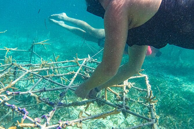 Snorkel Lovers for All Ages & Premium Seafood Lunch in Punta Cana - Practical Tips That Make the Day Easier