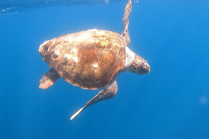 Snorkel Privately in Cabo San Lucas - A 3-hour Cabo route that mixes landmarks and real snorkeling