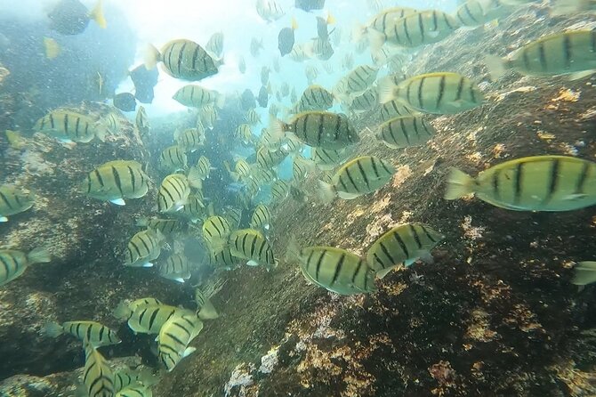 Snorkel Privately in Cabo San Lucas - Snorkeling guidance that works for first-timers and families