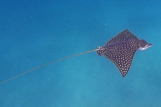 Snorkel Privately in Cabo San Lucas - Marine life you should keep your eyes open for
