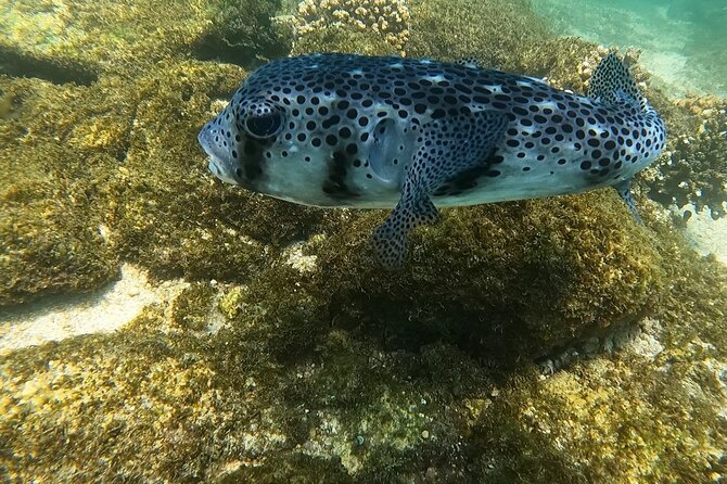 Snorkel Privately in Cabo San Lucas - Gear, drinks, and the photo/video extras that save you work