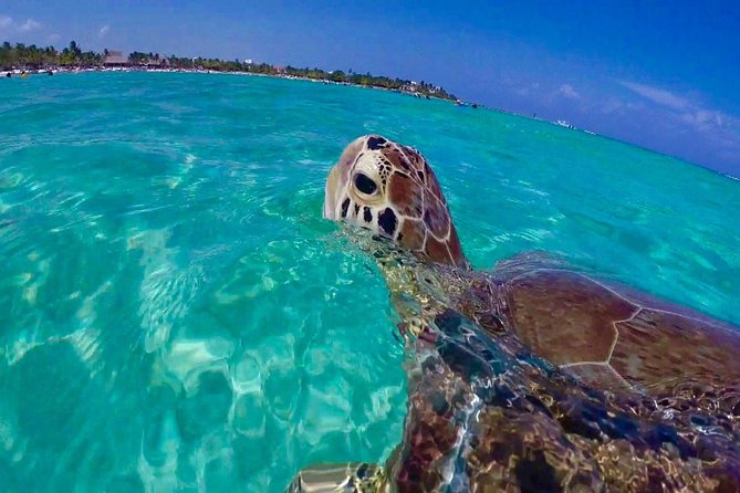 Snorkel St. John Tour from Sapphire and Margaritaville - Key highlights worth your attention