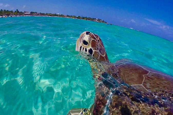 Snorkel St. John Tour from Sapphire and Margaritaville - Price and value check: why $180 often feels fair here