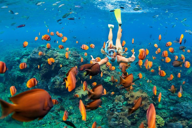 Snorkel & Swim with Turtles. Semi Private Tour to Buck Island & Honeymoon Beach - Key Highlights I’d Prioritize on This Trip