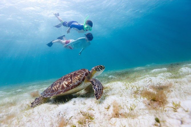 Snorkel & Swim with Turtles. Semi Private Tour to Buck Island & Honeymoon Beach - Morning or Afternoon Start: The 9am and 2pm Difference