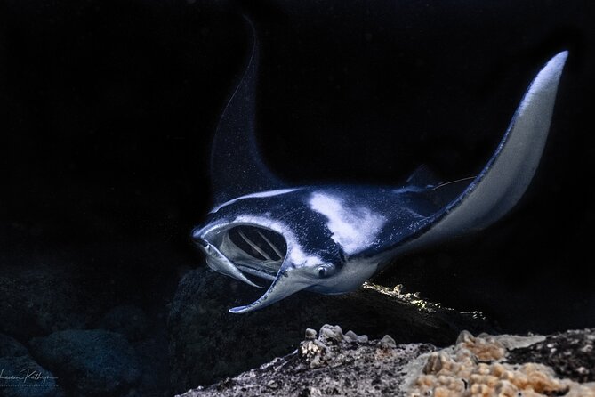 Snorkel With Giant Manta Rays In Kailua Kona - Key things that make this Kona manta tour worth your time