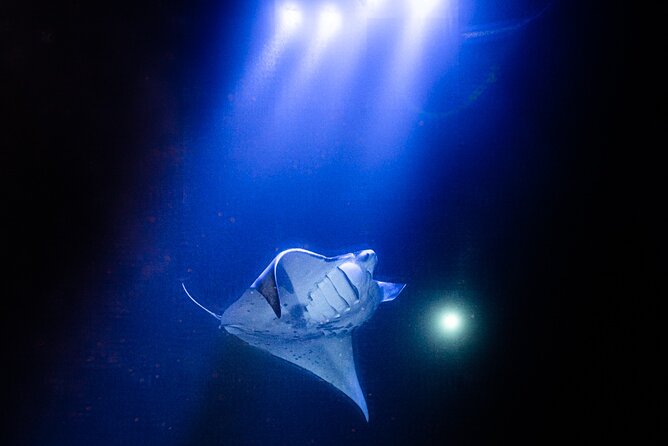 Snorkel With Giant Manta Rays In Kailua Kona - Night Snorkeling Off Honokohau: Why the Timing Matters