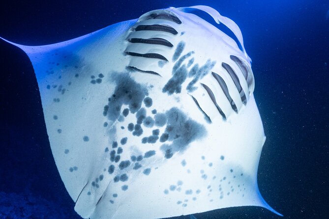 Snorkel With Giant Manta Rays In Kailua Kona - Honokohau, Garden Eel Cove, and Kahaluu-Keauhou: What Each Part Does