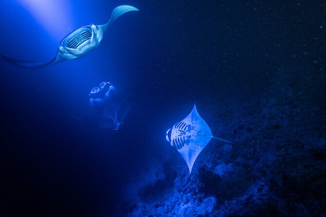Snorkel With Giant Manta Rays In Kailua Kona - Price and Value: Is $137 a Good Deal for Kona Mantas?