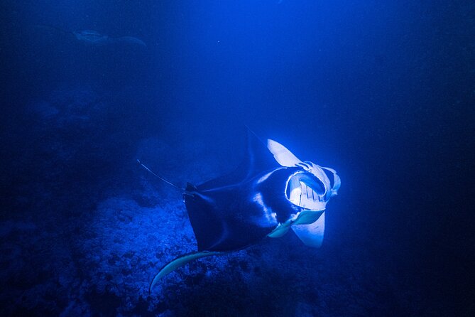 Snorkel With Giant Manta Rays In Kailua Kona - Wetsuit, Snorkel Gear, and Staying Comfortable