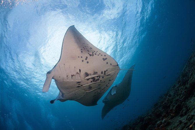 Snorkel with Manta Rays Guaranteed - Key things to know before you go