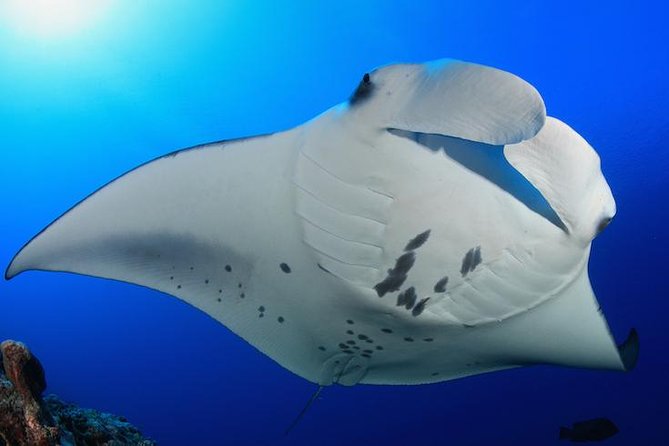 Snorkel with Manta Rays Guaranteed - Why Manta Ray Village Works at Night