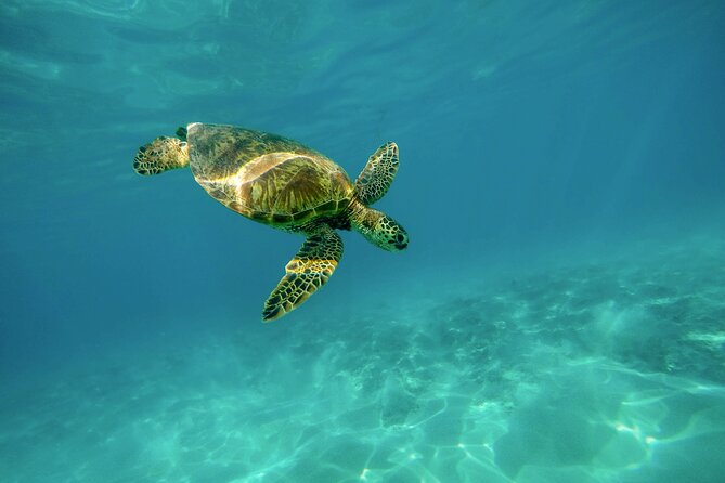 Snorkel with Turtles Gold Coast - Key things to know before you go