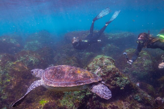 Snorkel with Turtles Gold Coast - Turtle Island off Fingal Head: the real reason this snorkel works