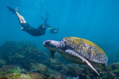 Snorkel with Turtles Gold Coast - The boat ride and pickup rhythm: what your time is actually doing