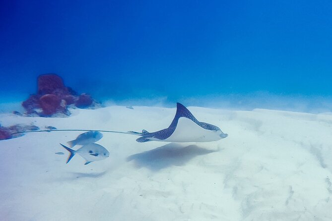 Snorkel with Turtles Gold Coast - What you’re looking for under the water (and what those sightings mean)