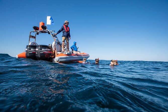 Snorkel with Turtles Gold Coast - How the crew guides your snorkel (this is where the value shows)