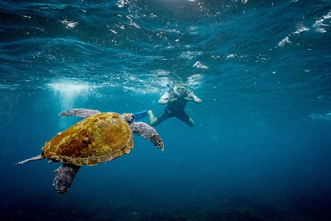 Snorkel with Turtles Gold Coast - Price and value: is $114.04 a smart deal?