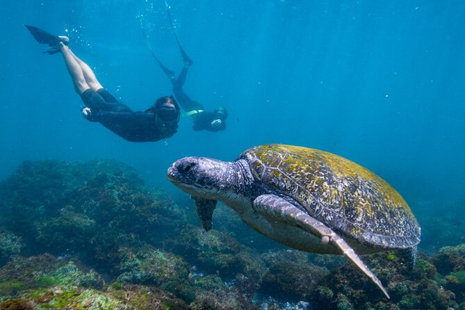 Snorkel with Turtles Gold Coast - The boat ride and pickup rhythm: what your time is actually doing