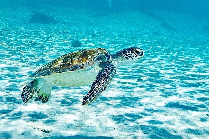 Snorkel with Turtles & Kenepa Grandi Beach: Nr.1 Island Day Trip - Key highlights at a glance