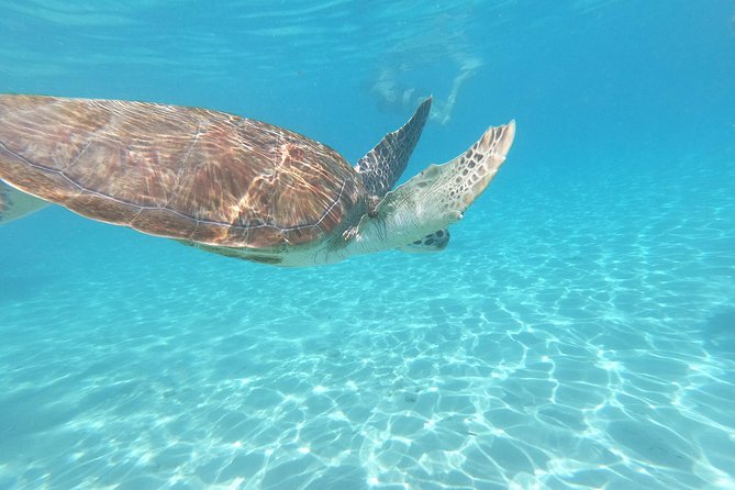 Snorkel with Turtles & Kenepa Grandi Beach: Nr.1 Island Day Trip - The vibe: a guided west-side day built around real wildlife