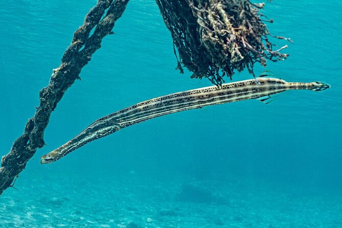 Snorkel with Turtles & Kenepa Grandi Beach: Nr.1 Island Day Trip - Stop 2: Grote Knip (Playa Kenepa Grandi) for clear-water swimming