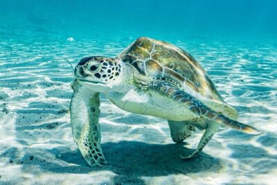 Snorkel with Turtles & Kenepa Grandi Beach: Nr.1 Island Day Trip - Stop 1: Playa Grandi and the sea turtle moment