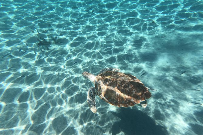 Snorkel with Turtles & Kenepa Grandi Beach: Nr.1 Island Day Trip - Flamingo Sanctuary finale near Sint Willibrordus