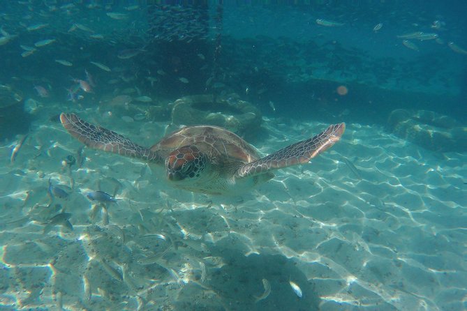 Snorkel with Turtles & Kenepa Grandi Beach: Nr.1 Island Day Trip - The guide experience: why names keep coming up