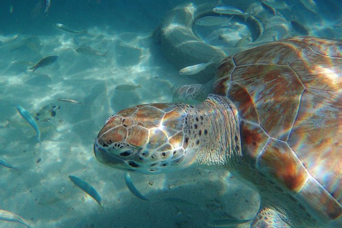 Snorkel with Turtles & Kenepa Grandi Beach: Nr.1 Island Day Trip - What’s included (and what you’ll want to bring)
